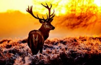 Deer standing in a field at sunset. 